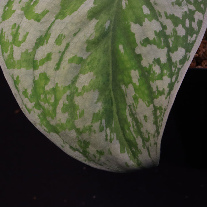Scindapsus Exotica Aurea - C
