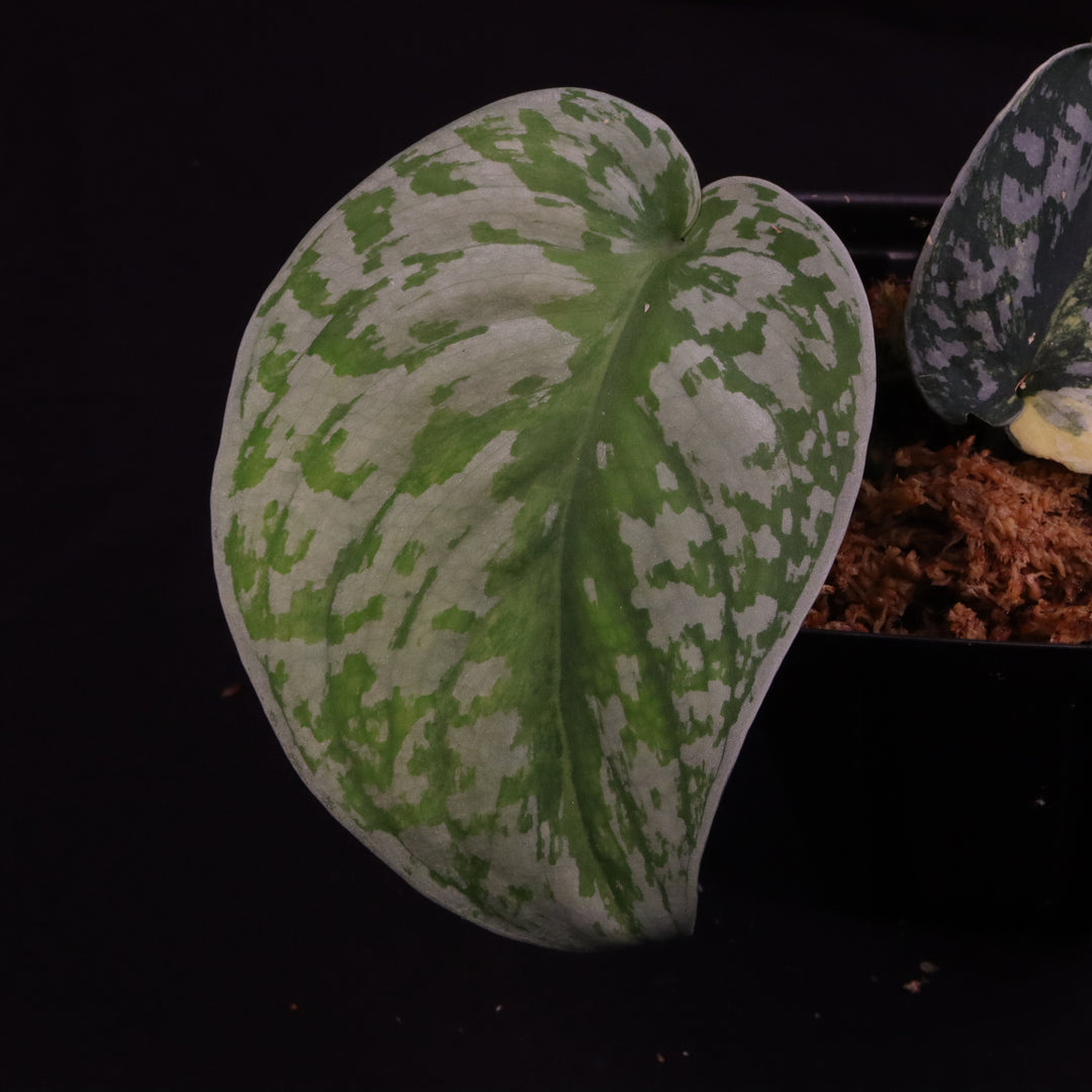 Scindapsus Exotica Aurea - C