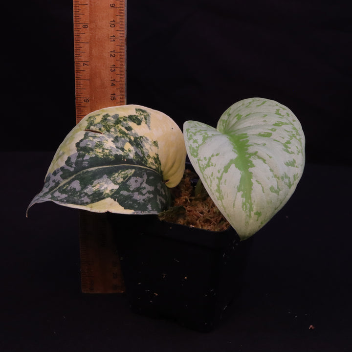 Scindapsus Exotica Aurea - D