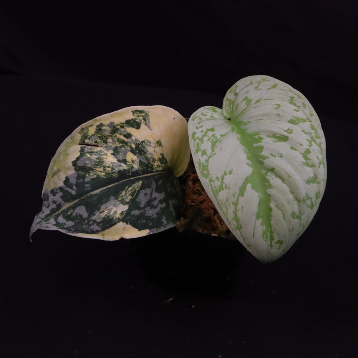 Scindapsus Exotica Aurea - D