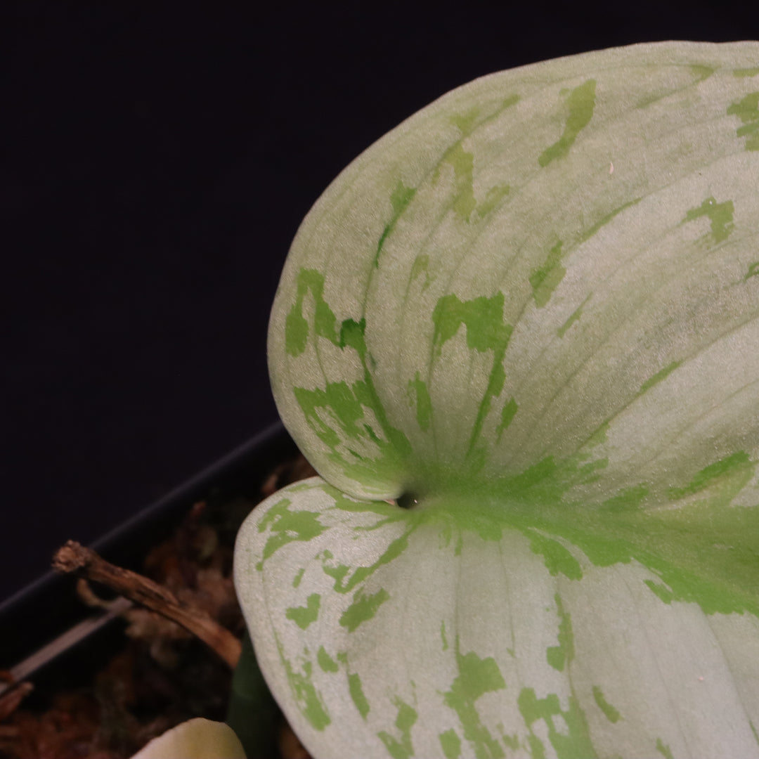 Scindapsus Exotica Aurea - D