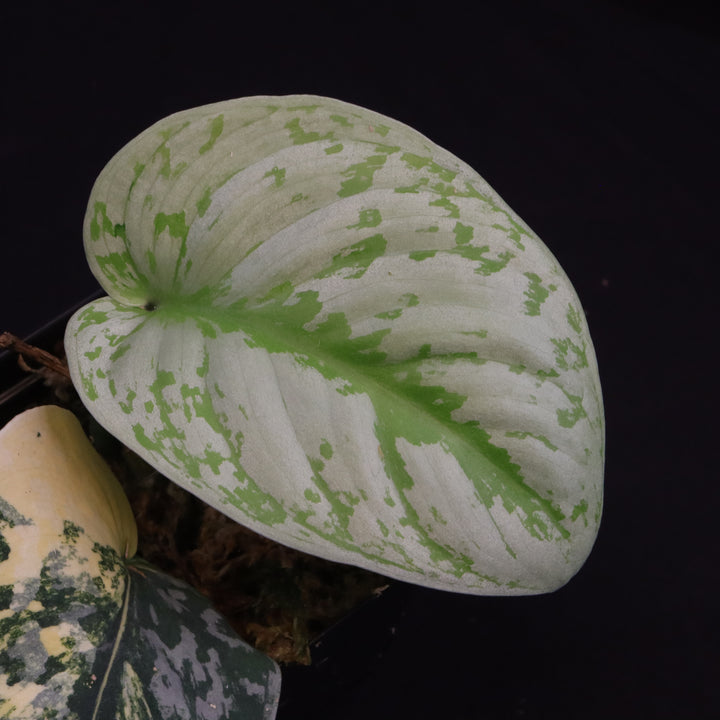Scindapsus Exotica Aurea - D
