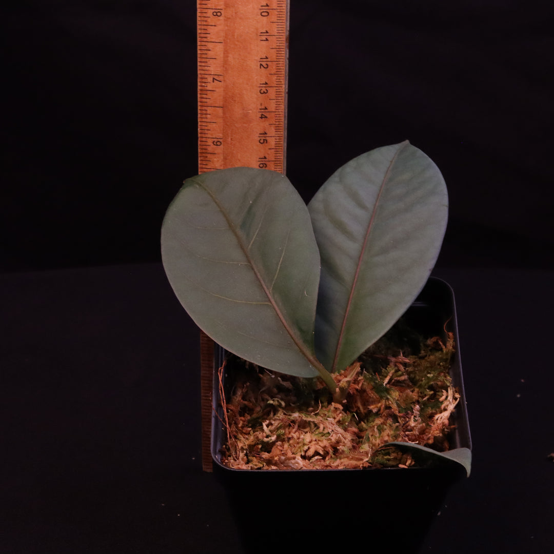 Neea virens - Grower's Choice