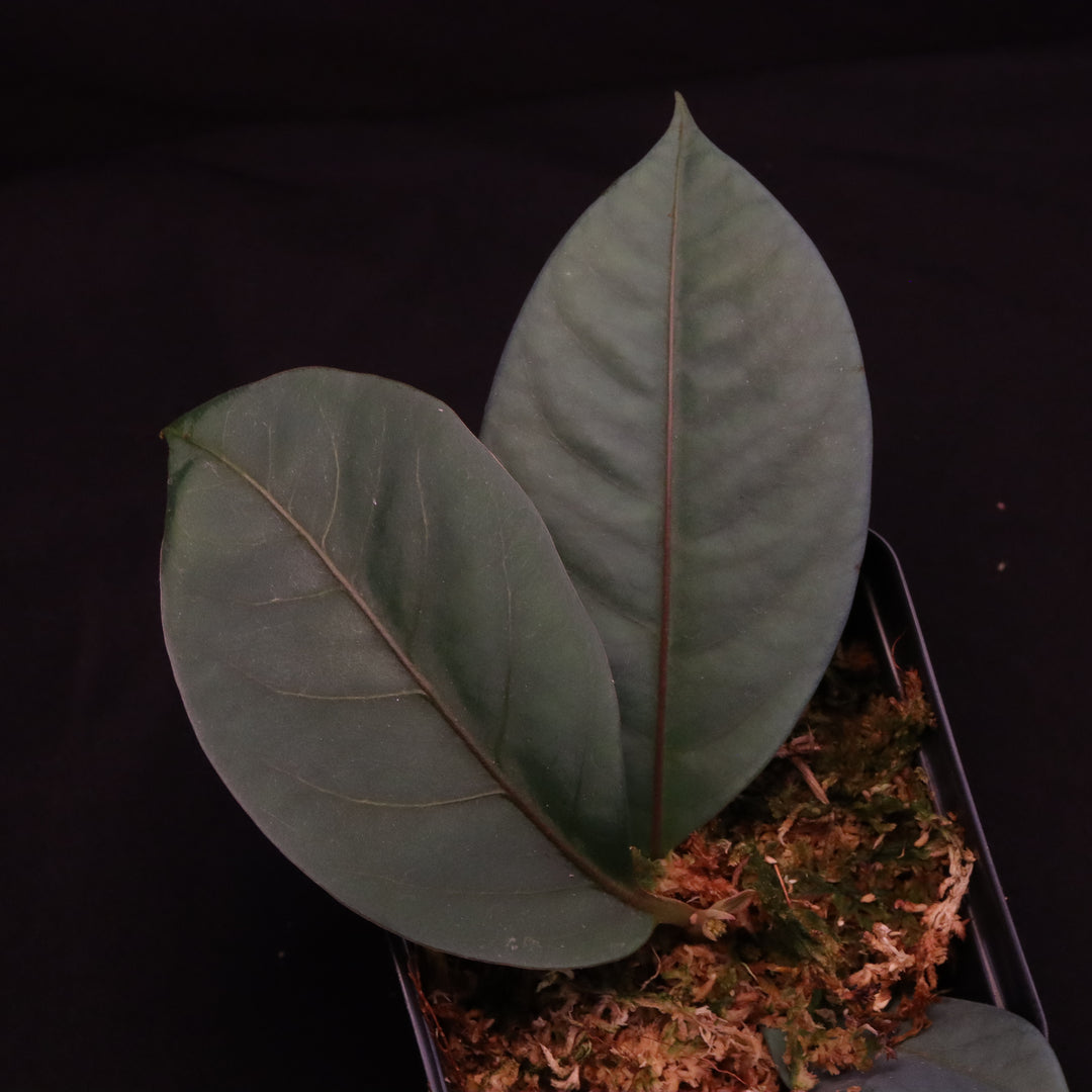Neea virens - Grower's Choice