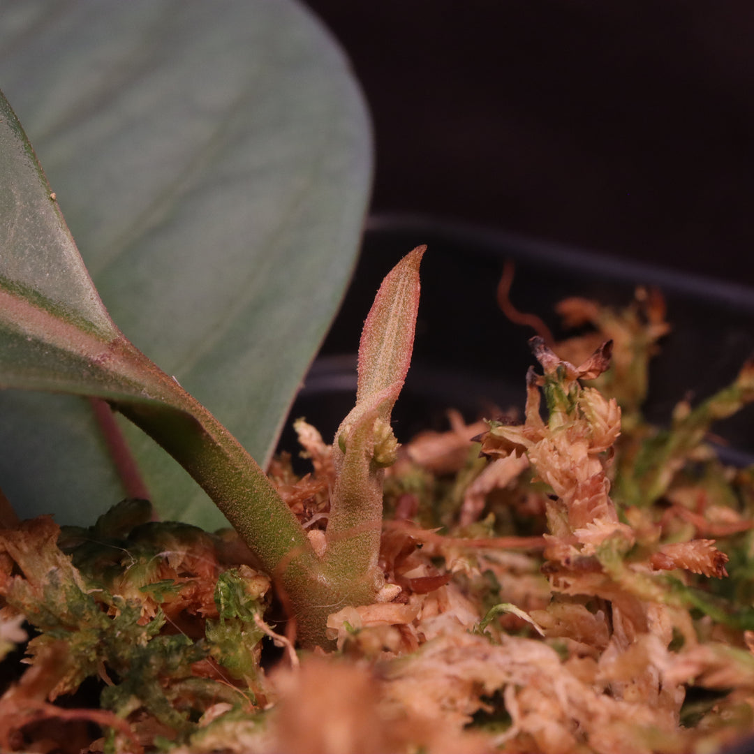 Neea virens - Grower's Choice