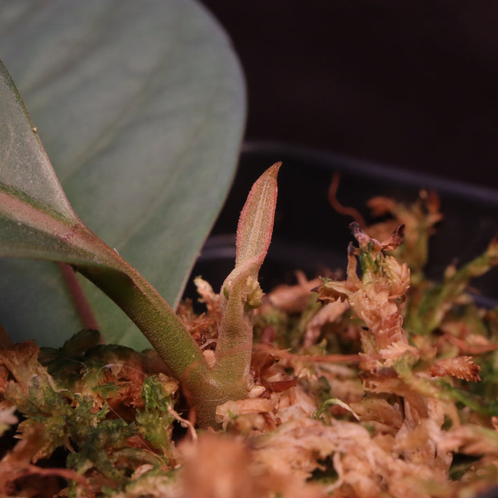 Neea virens - Grower's Choice