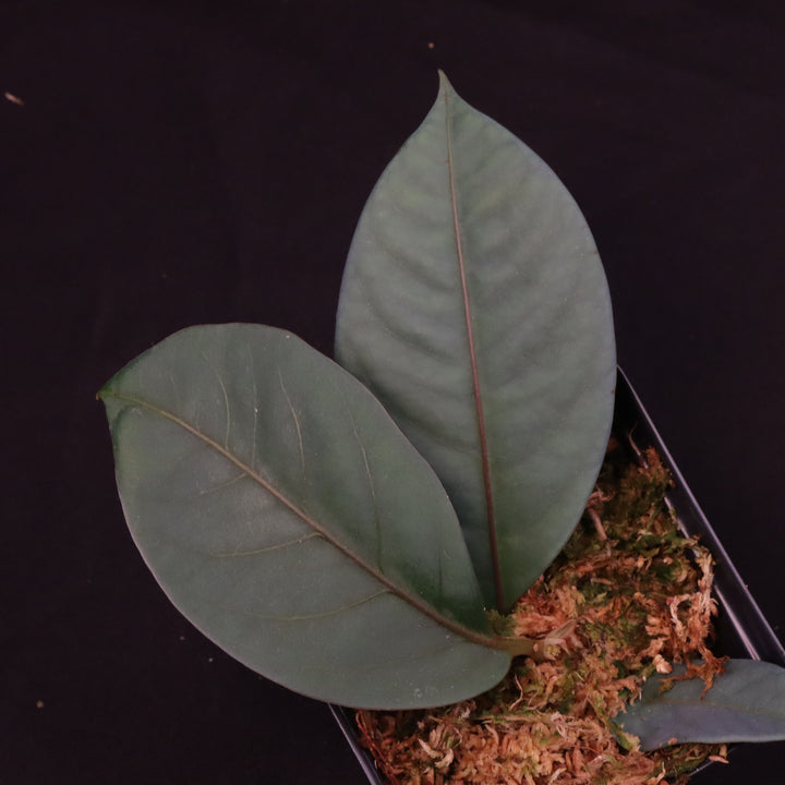 Neea virens - Grower's Choice