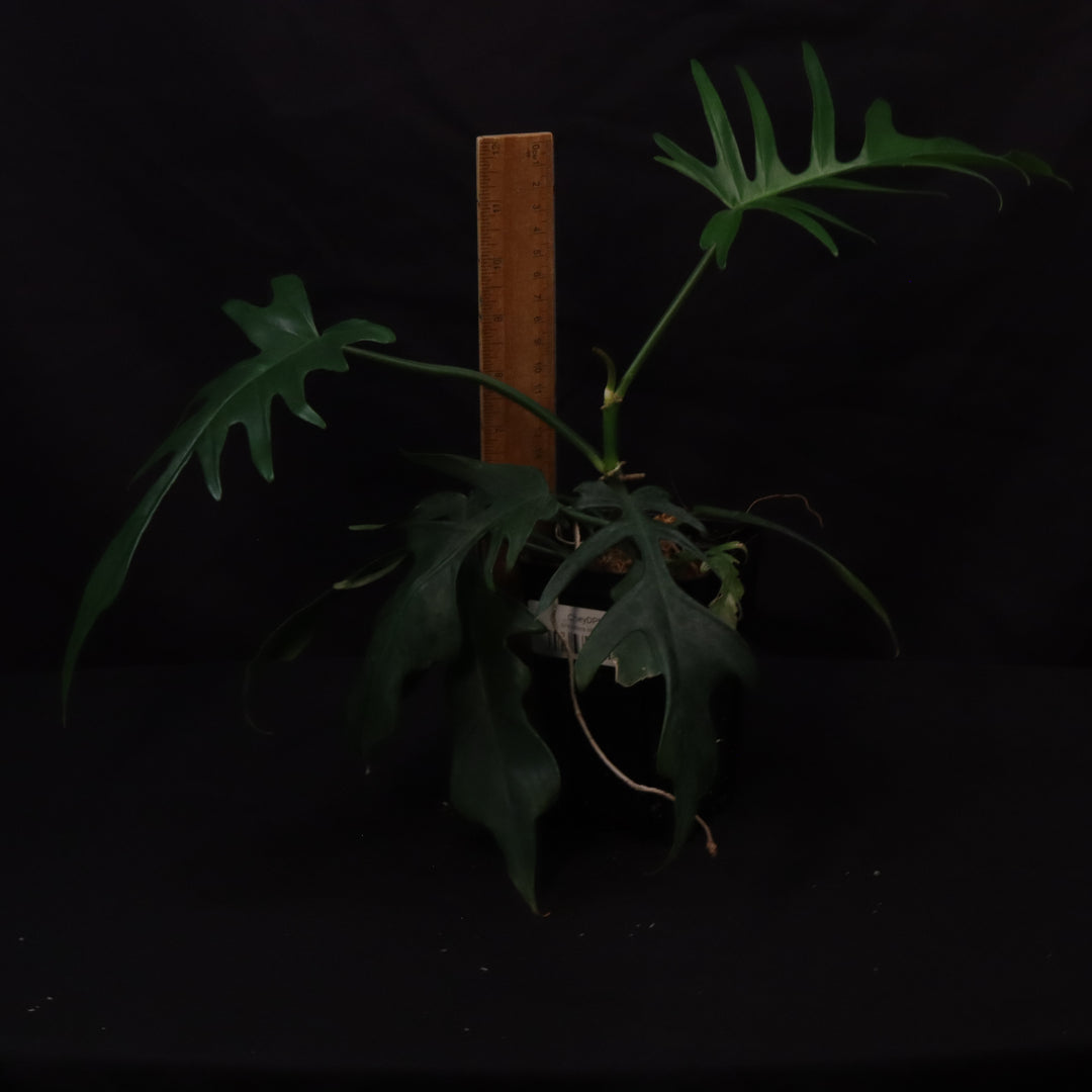 Philodendron Florida Beauty x Tortum - Green