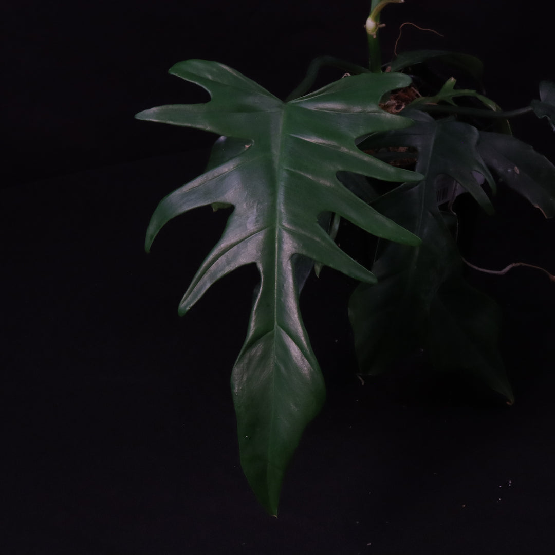 Philodendron Florida Beauty x Tortum - Green