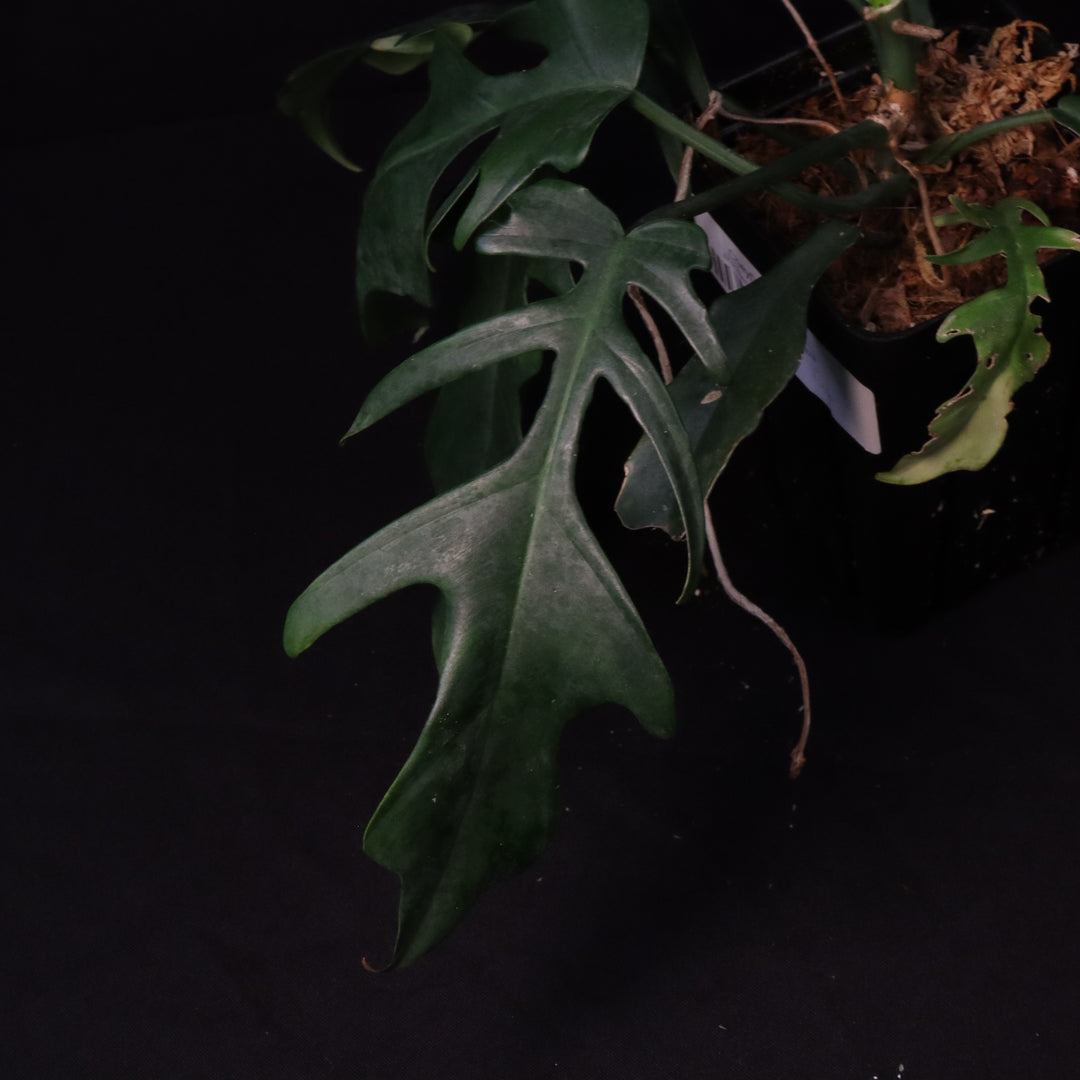 Philodendron Florida Beauty x Tortum - Green