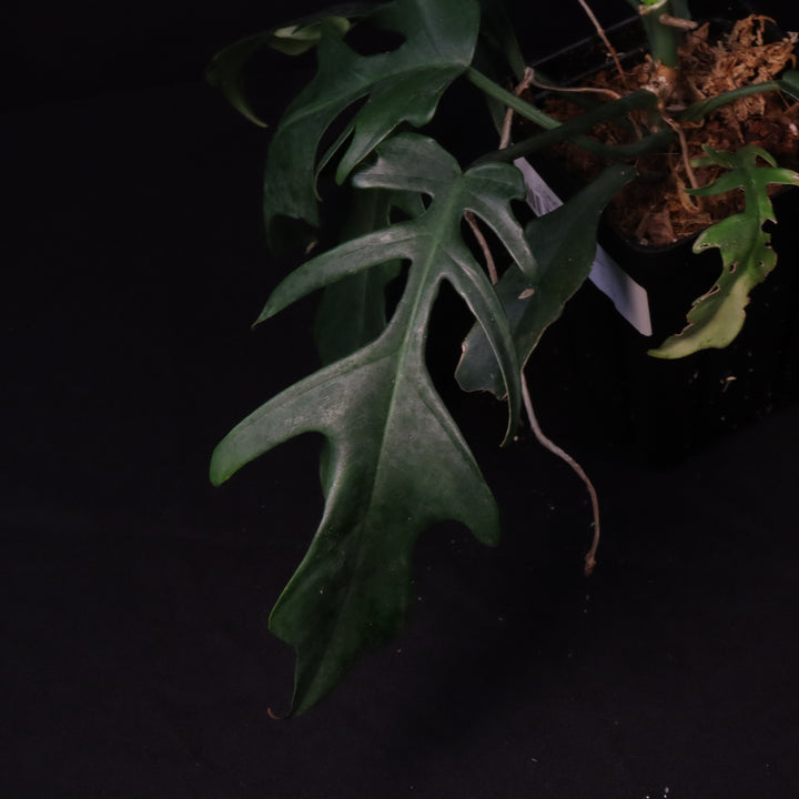 Philodendron Florida Beauty x Tortum - Green