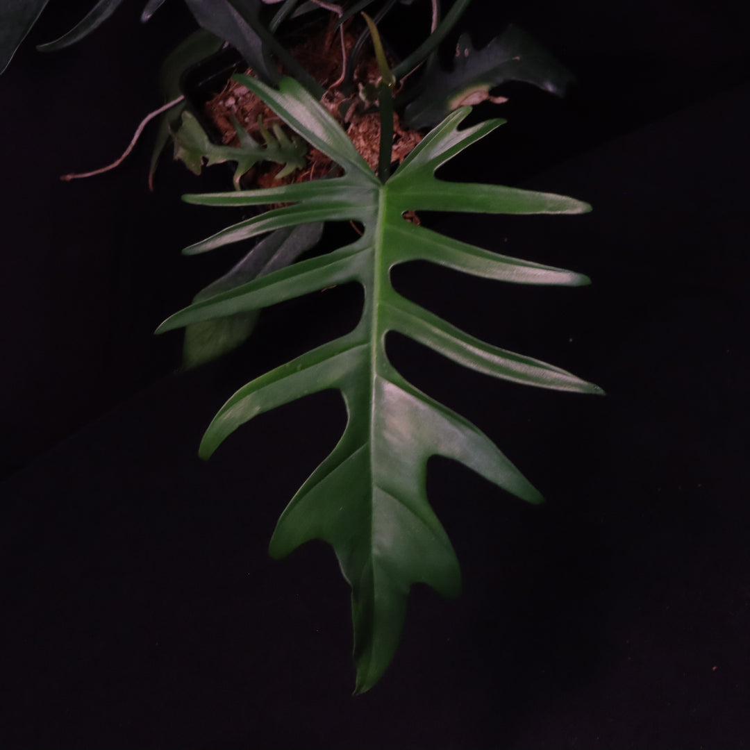 Philodendron Florida Beauty x Tortum - Green