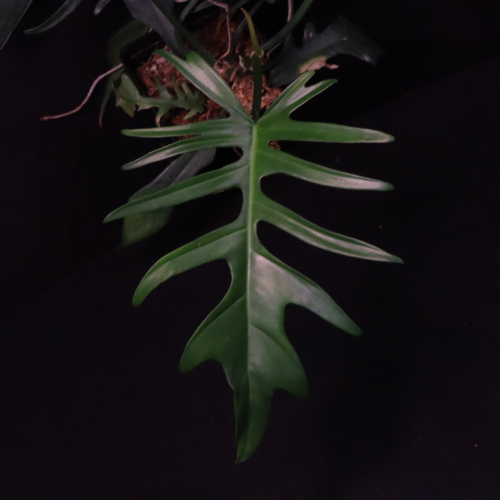 Philodendron Florida Beauty x Tortum - Green
