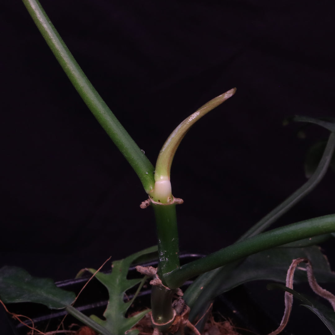 Philodendron Florida Beauty x Tortum - Green