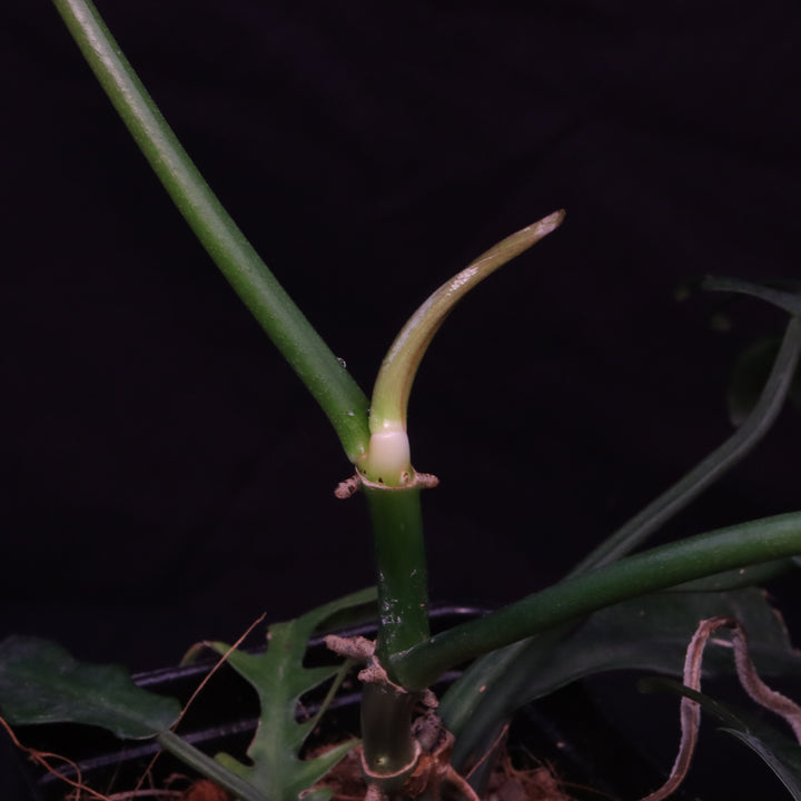 Philodendron Florida Beauty x Tortum - Green