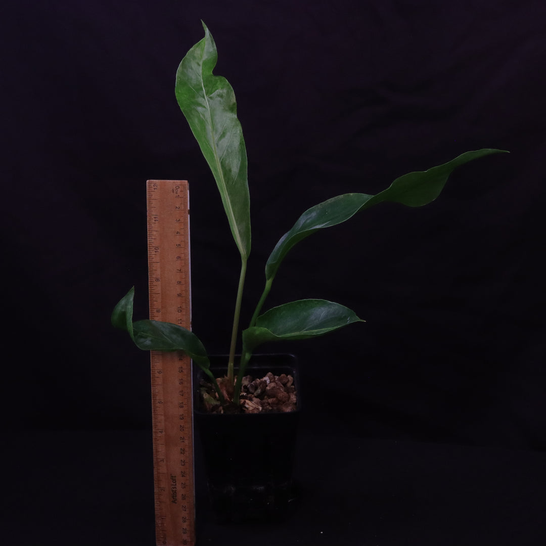 Variegated Anthurium hookeri
