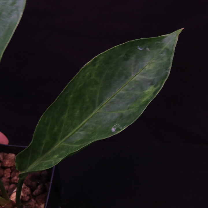Variegated Anthurium hookeri