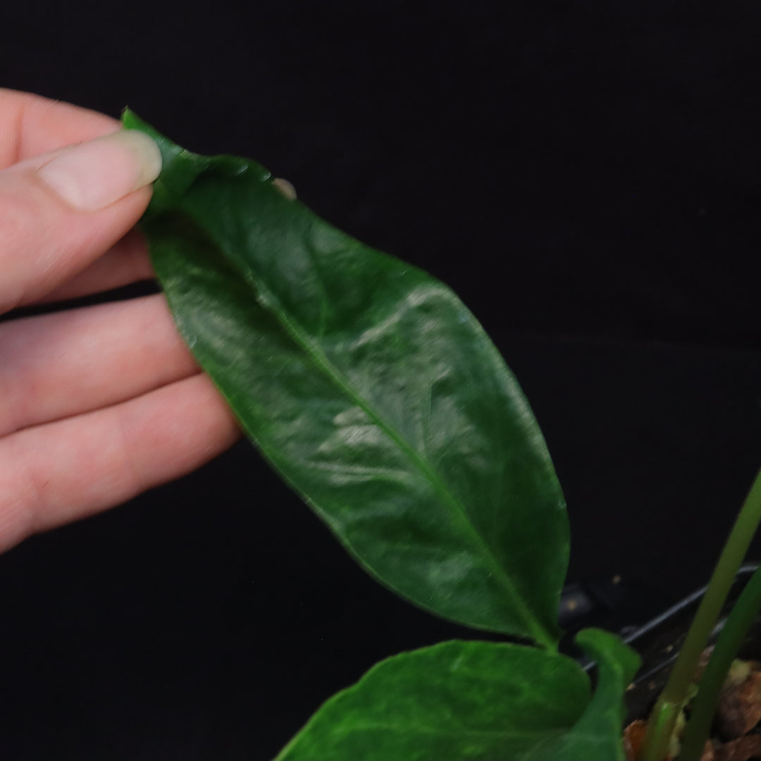 Variegated Anthurium hookeri