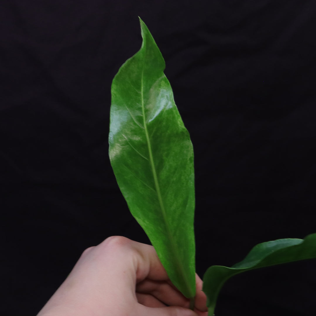 Variegated Anthurium hookeri