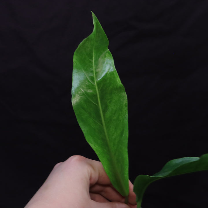 Variegated Anthurium hookeri