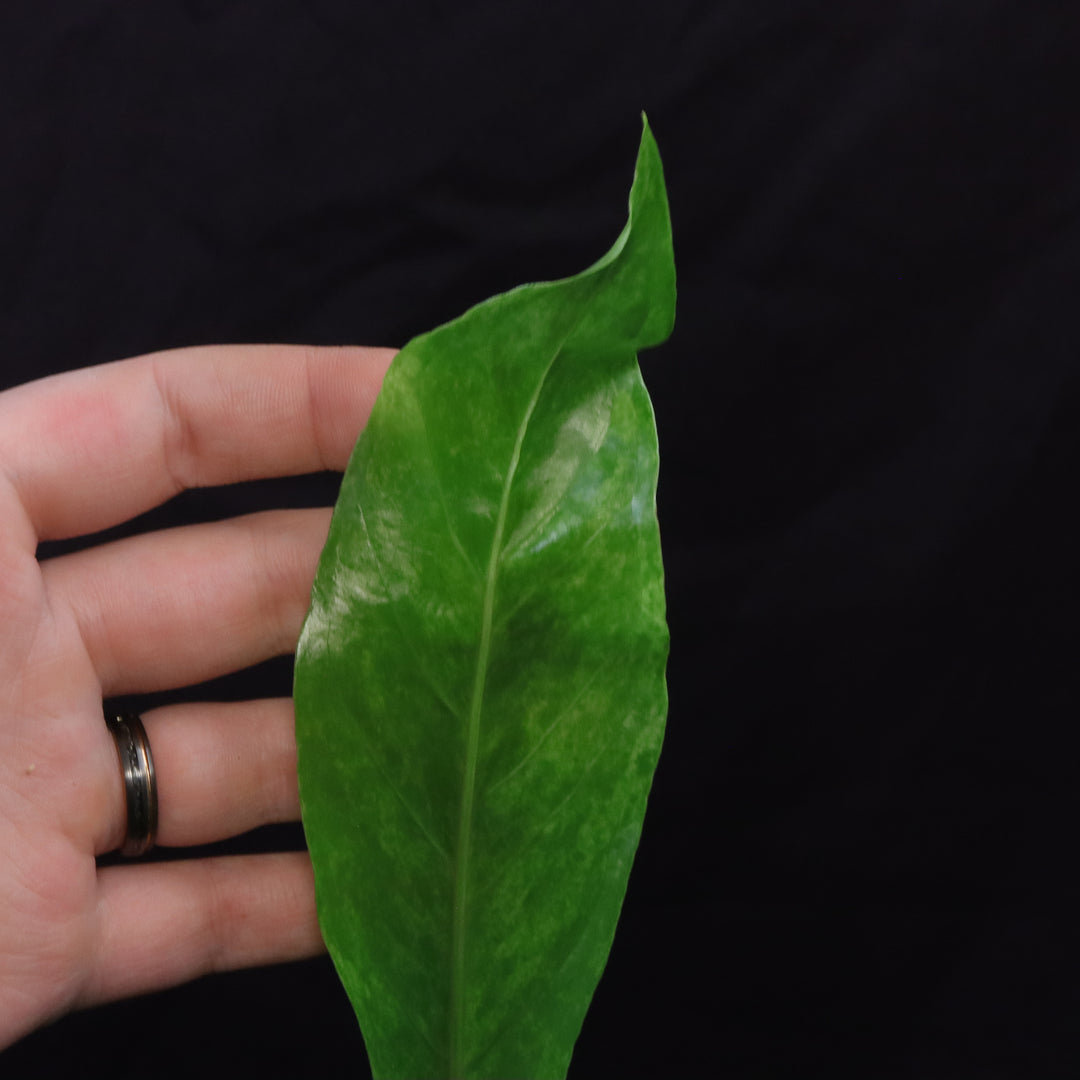 Variegated Anthurium hookeri