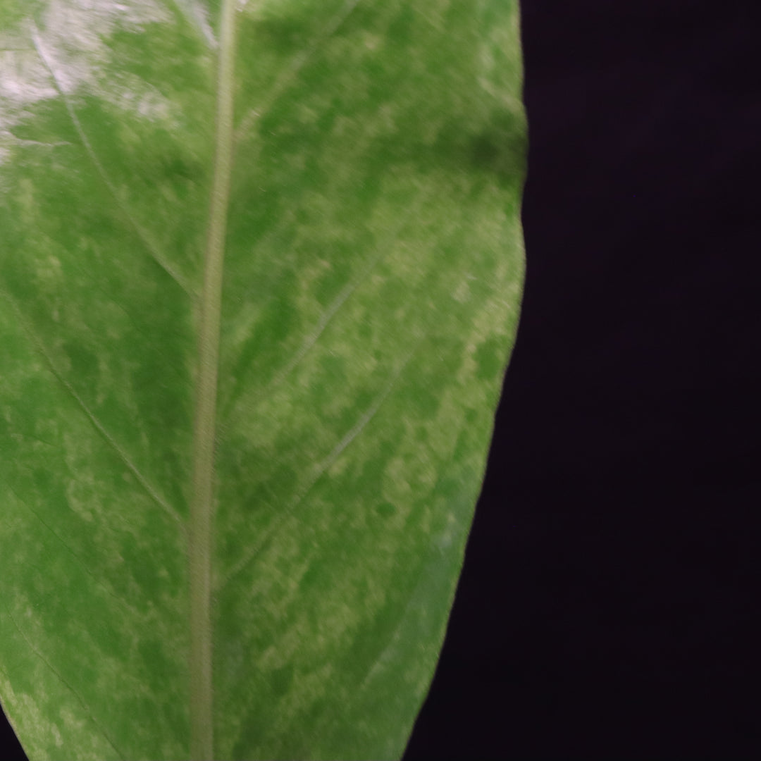 Variegated Anthurium hookeri