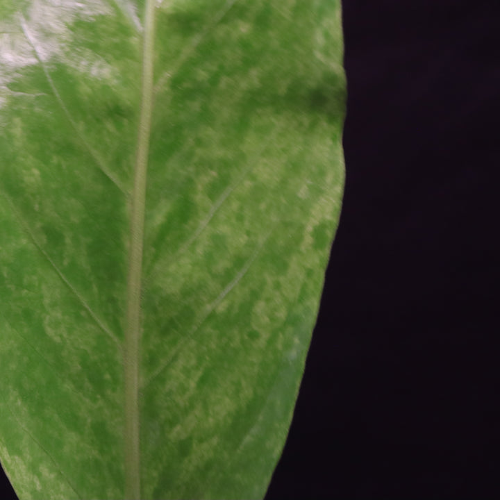 Variegated Anthurium hookeri