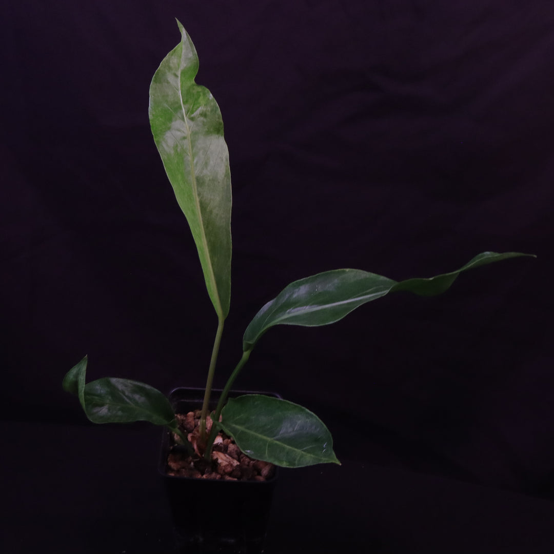 Variegated Anthurium hookeri