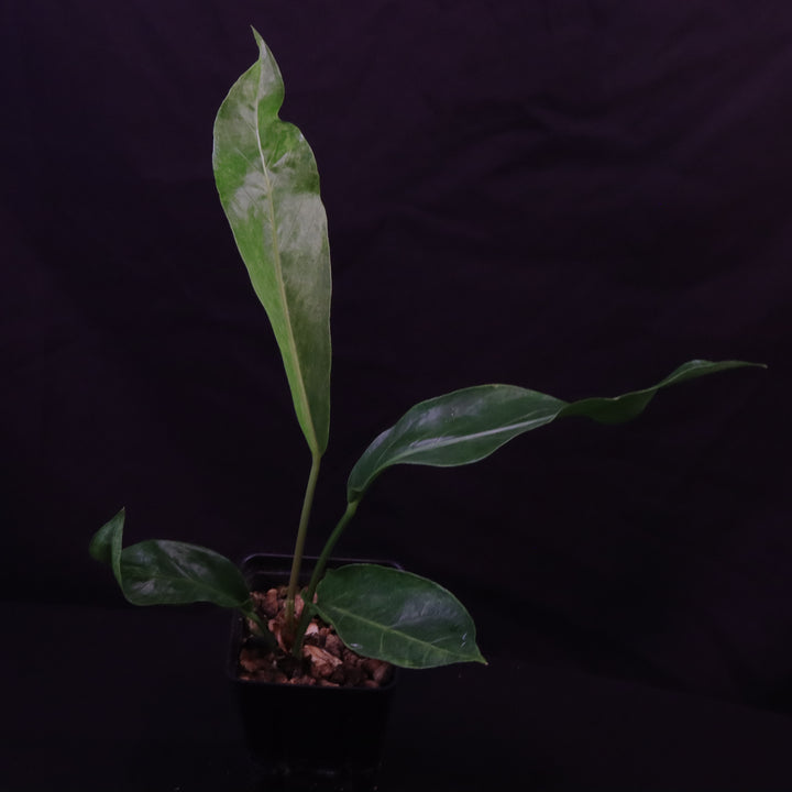 Variegated Anthurium hookeri