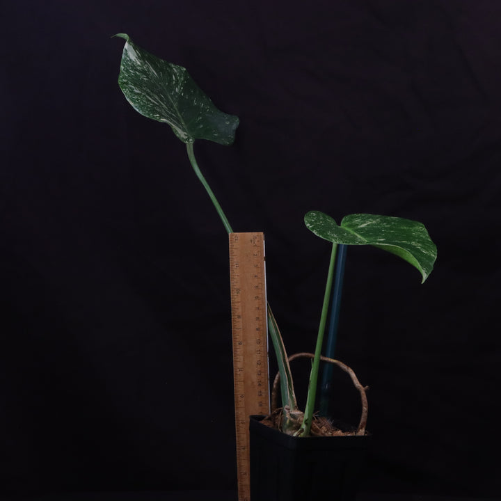Monstera Thai Constellation Mutant