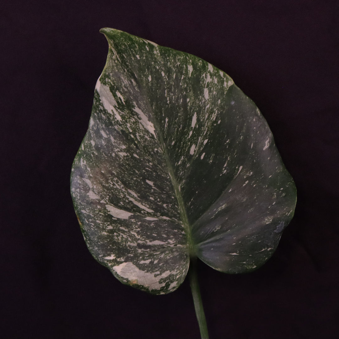 Monstera Thai Constellation Mutant