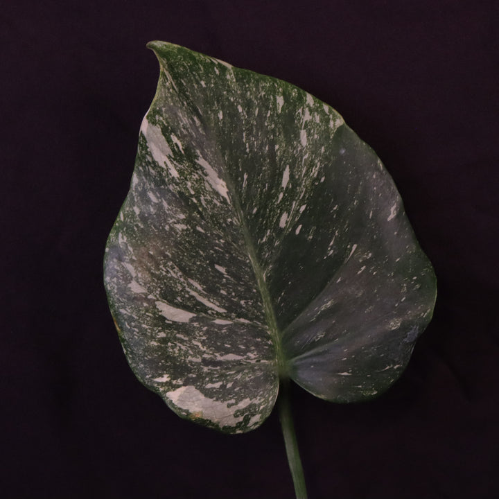 Monstera Thai Constellation Mutant