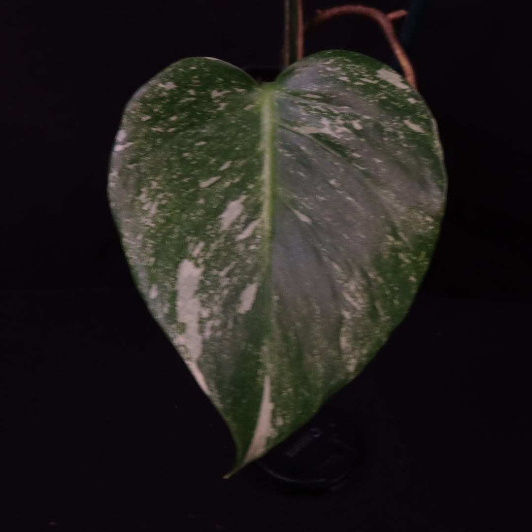 Monstera Thai Constellation Mutant