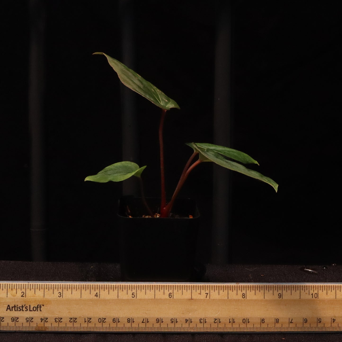 Anthurium Besseae AFF x Black Velvet Eastern Panama 'Felix'- B