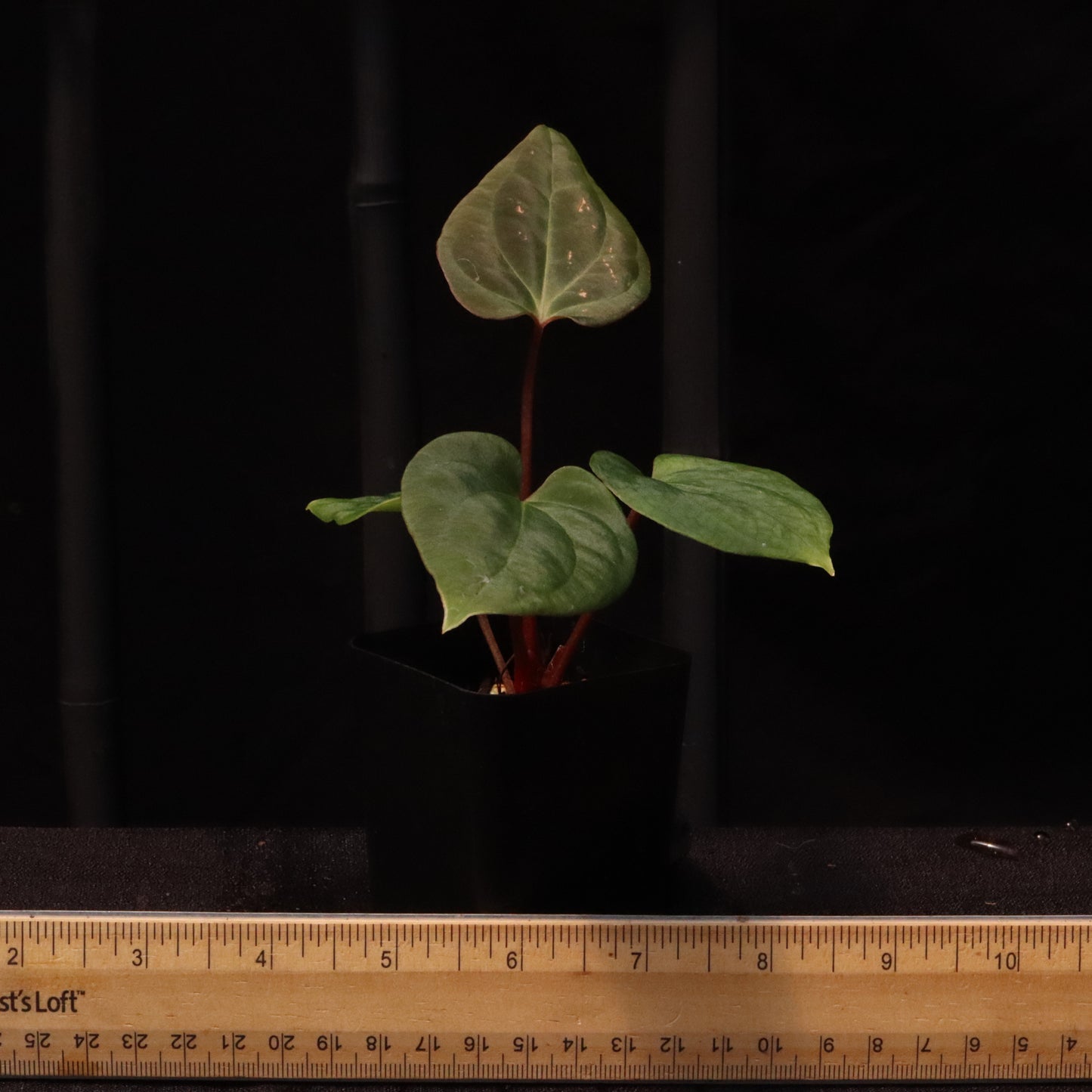 Anthurium Besseae AFF x Black Velvet Eastern Panama 'Felix'- B
