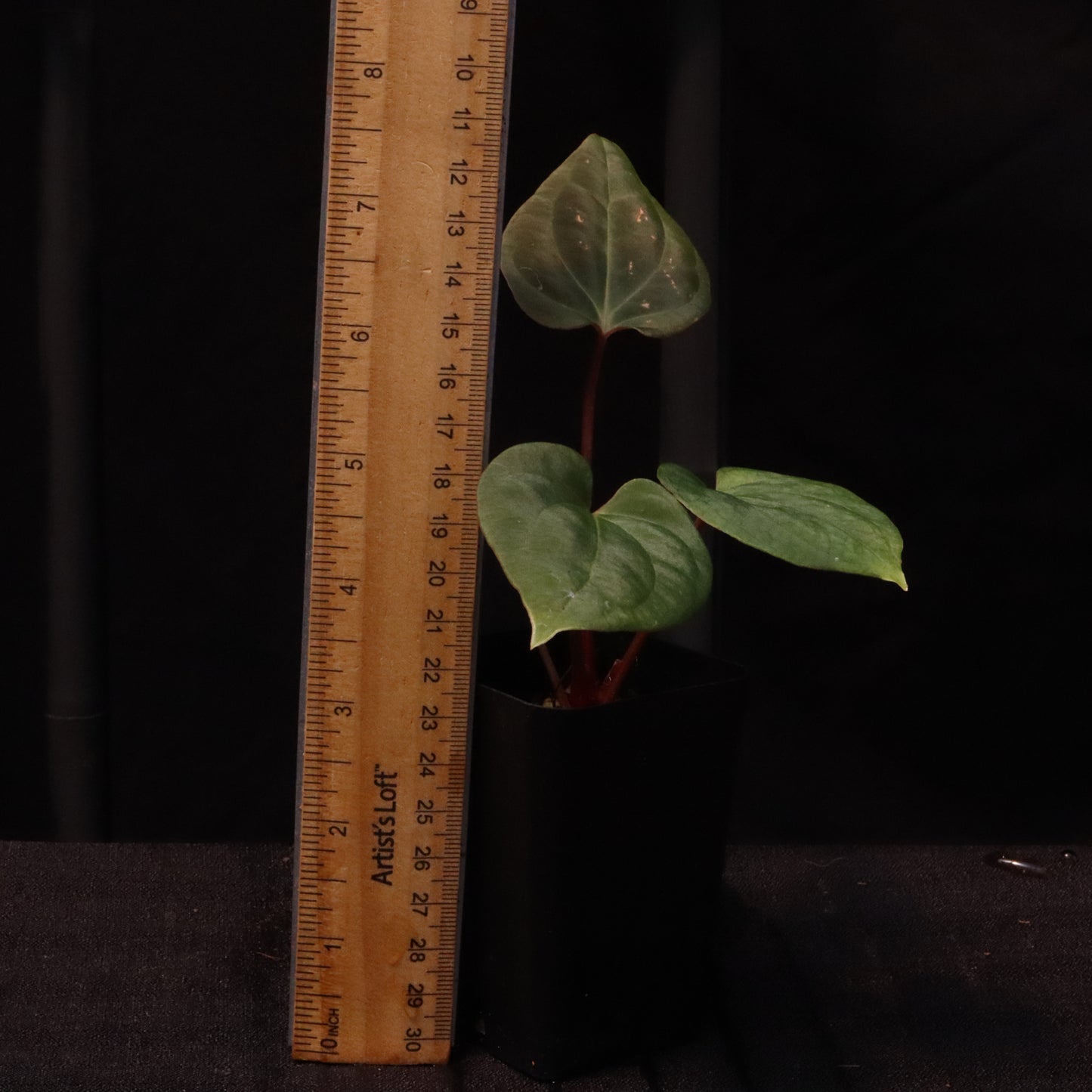 Anthurium Besseae AFF x Black Velvet Eastern Panama 'Felix'- B