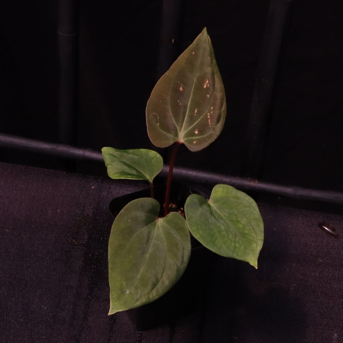 Anthurium Besseae AFF x Black Velvet Eastern Panama 'Felix'- B