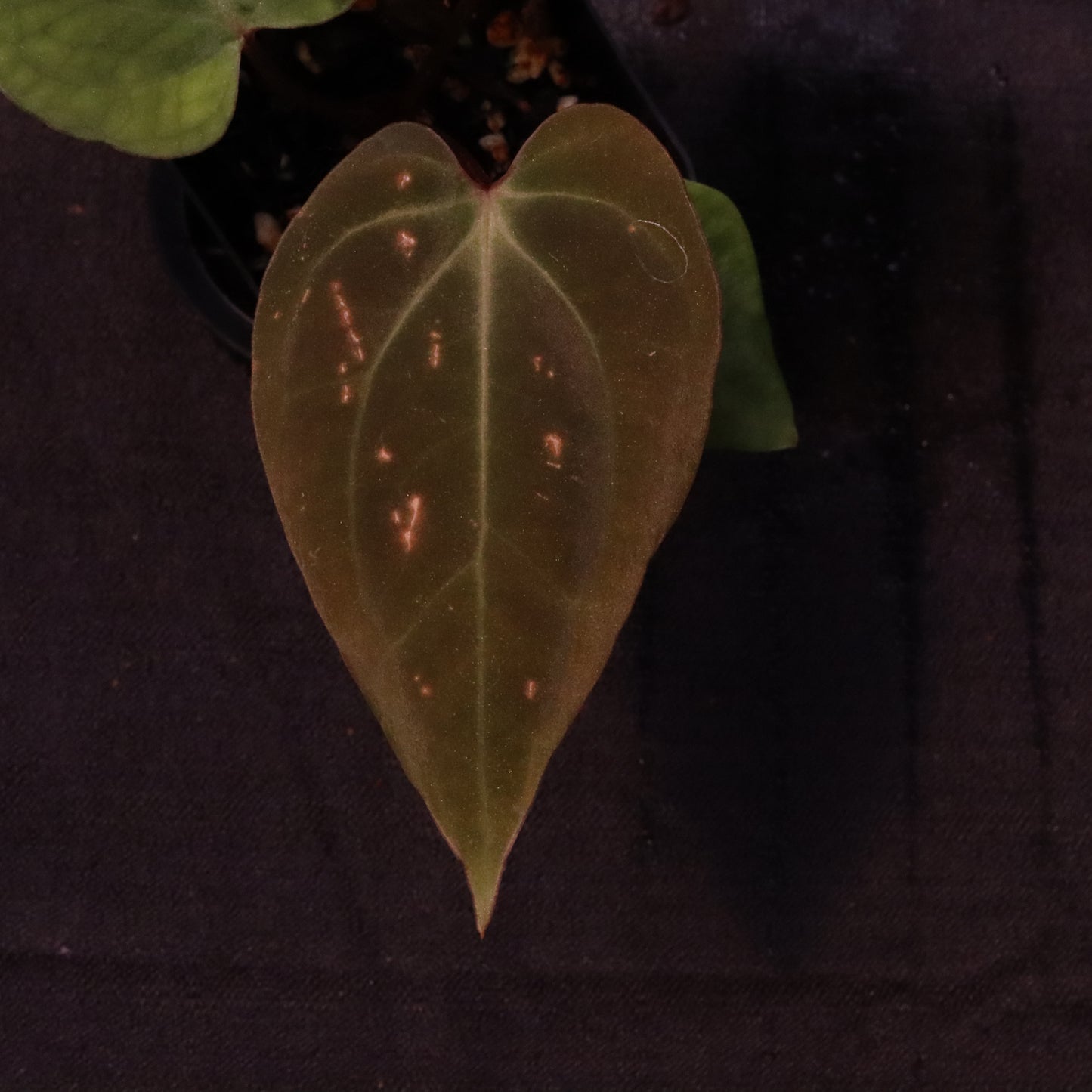 Anthurium Besseae AFF x Black Velvet Eastern Panama 'Felix'- B