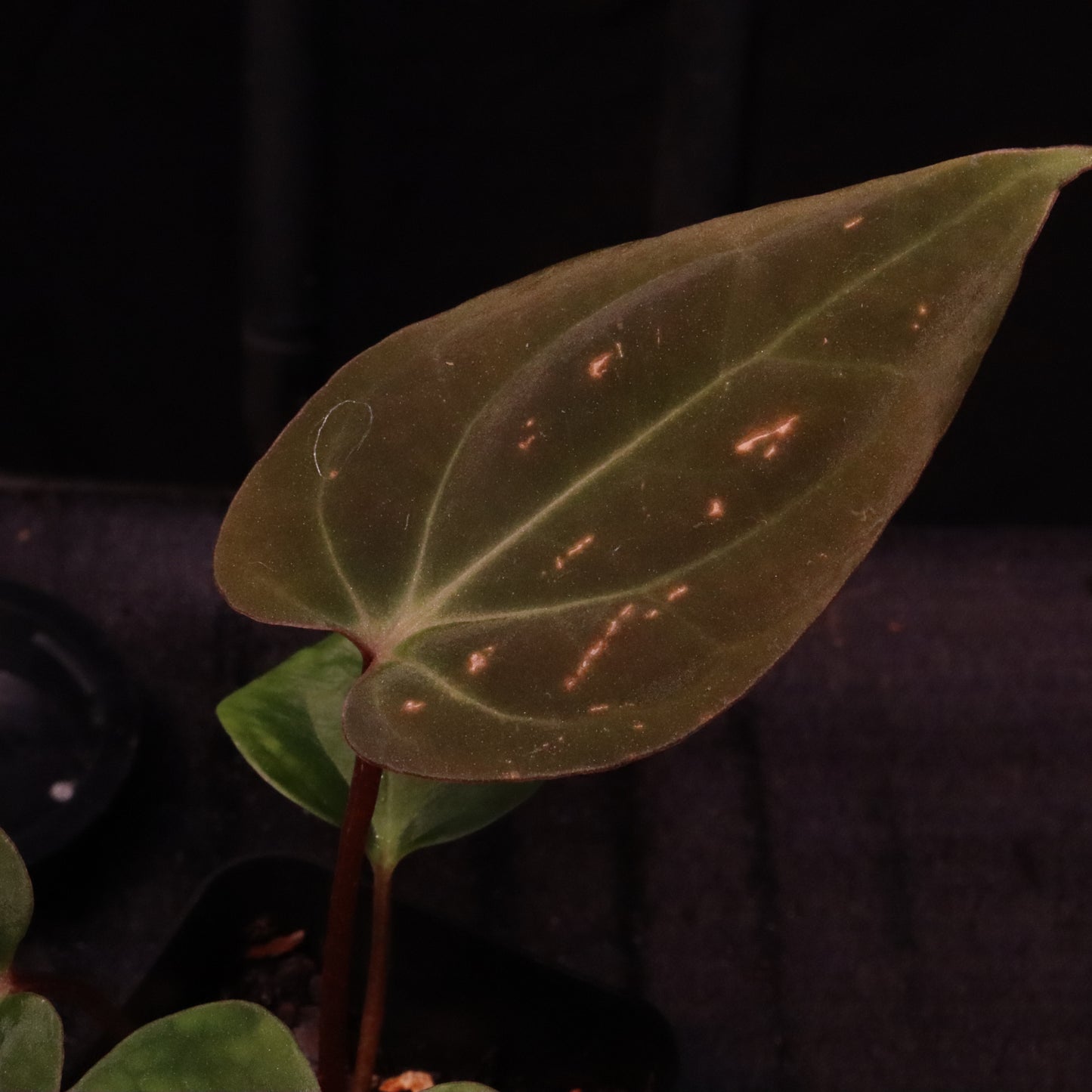 Anthurium Besseae AFF x Black Velvet Eastern Panama 'Felix'- B