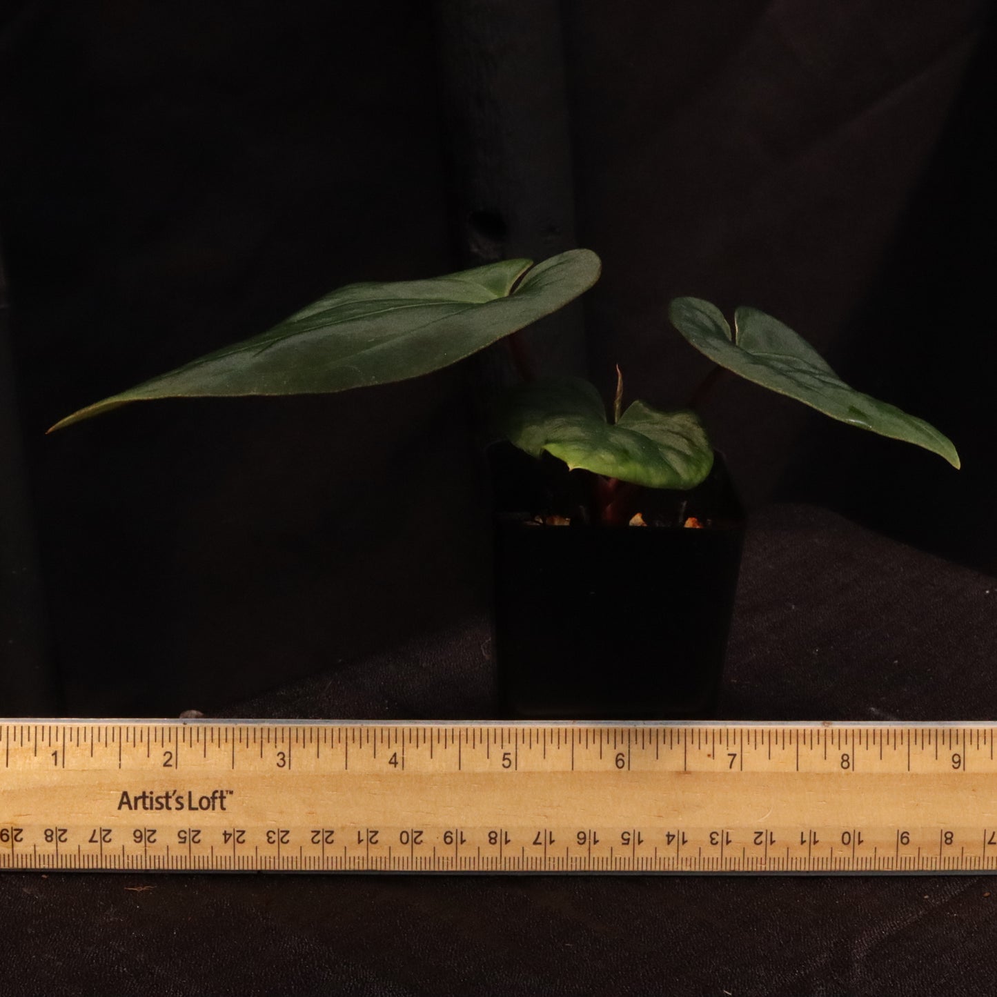 Anthurium Besseae AFF x Black Velvet Eastern Panama 'Felix'- C
