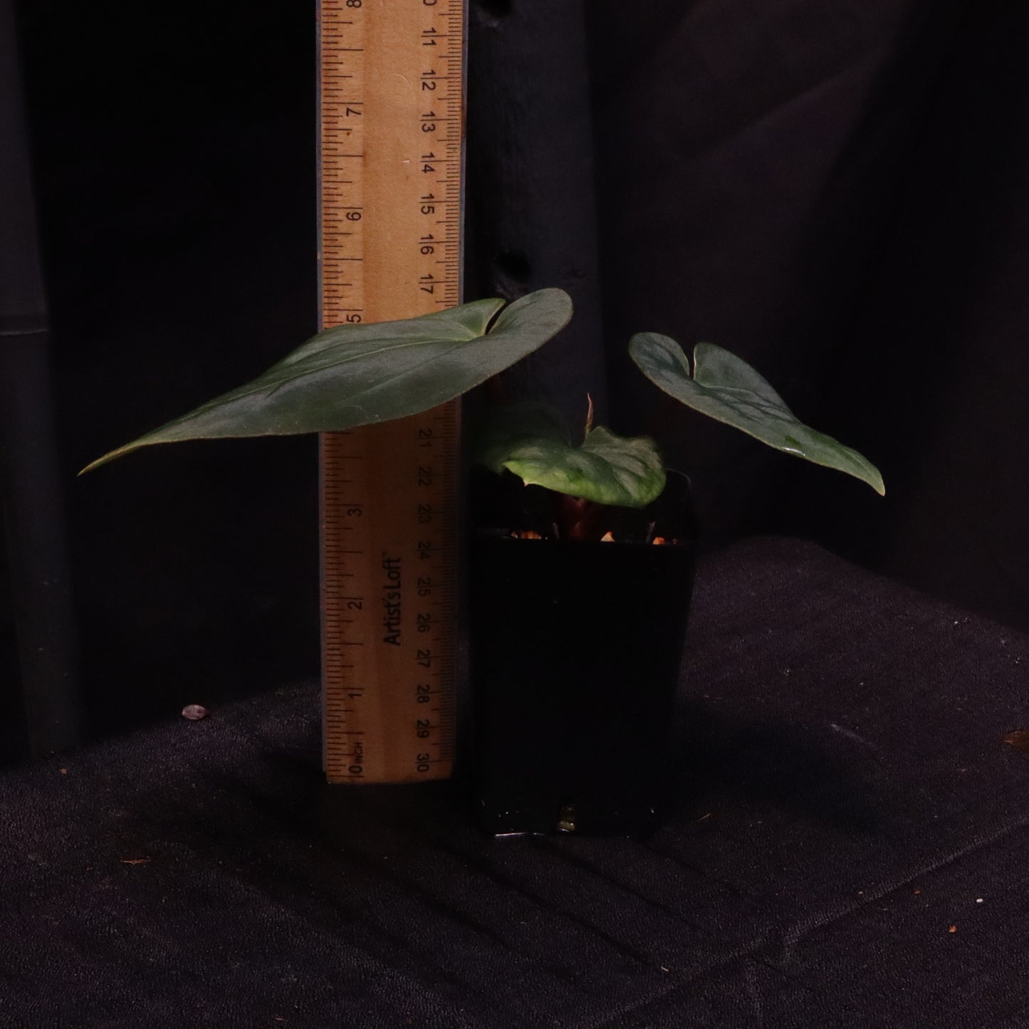 Anthurium Besseae AFF x Black Velvet Eastern Panama 'Felix'- C