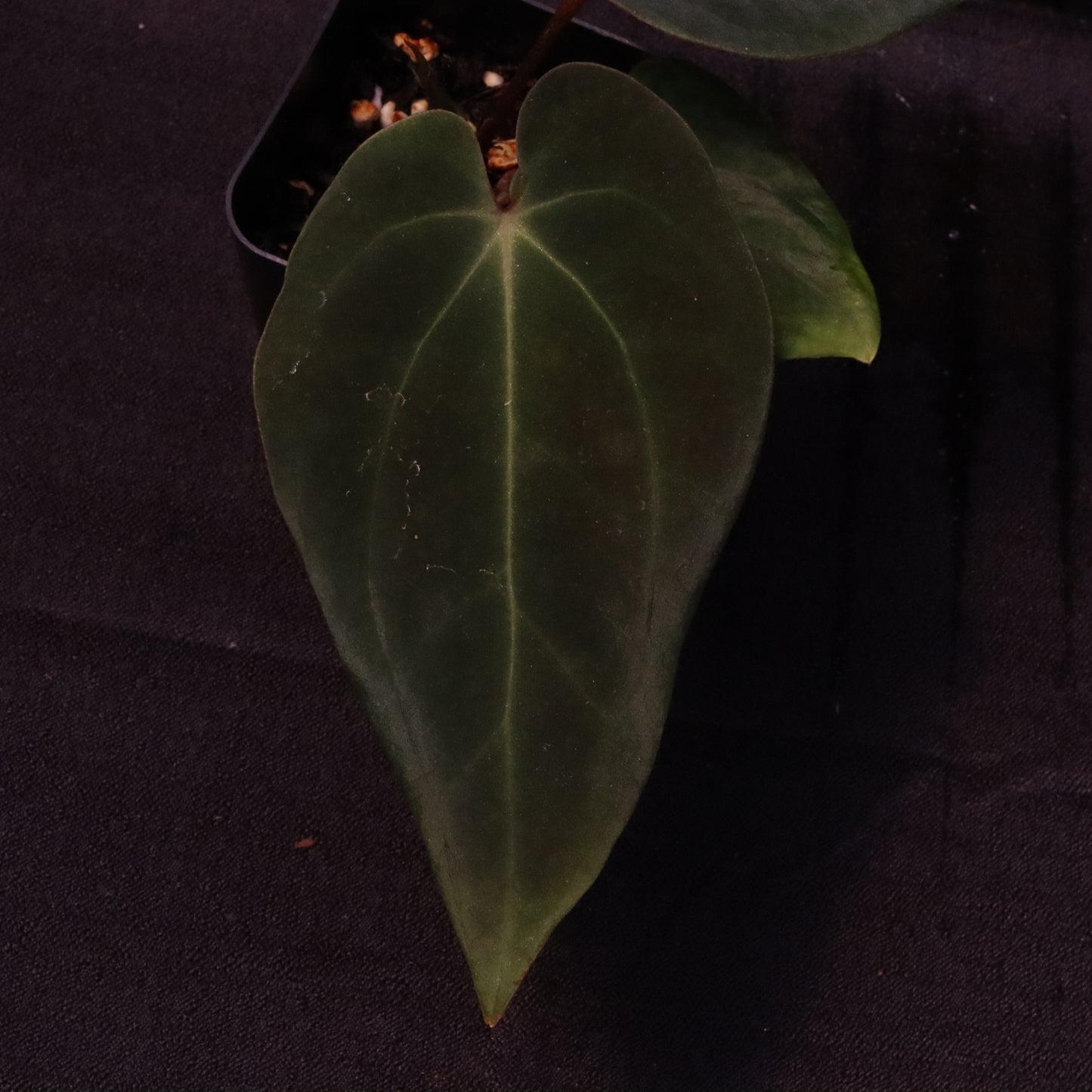 Anthurium Besseae AFF x Black Velvet Eastern Panama 'Felix'- C