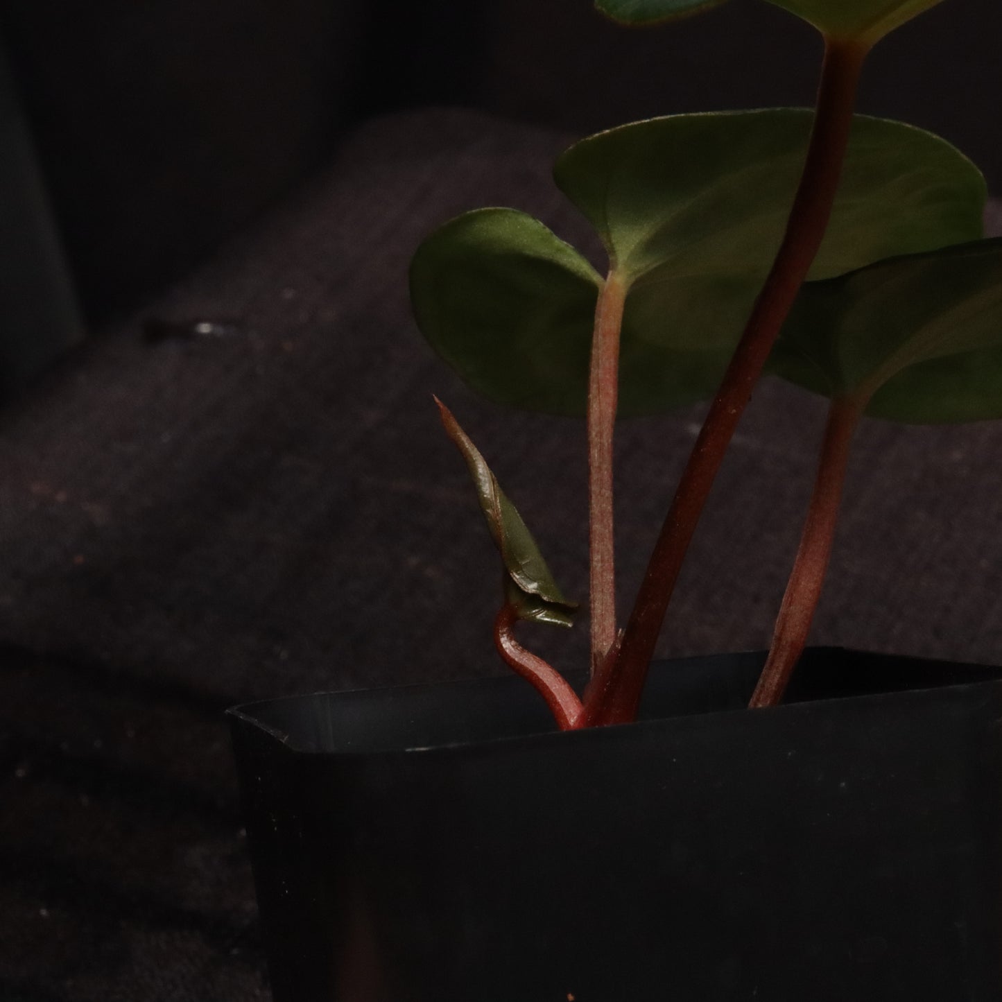 Anthurium Besseae AFF x Black Velvet Eastern Panama 'Felix'- C