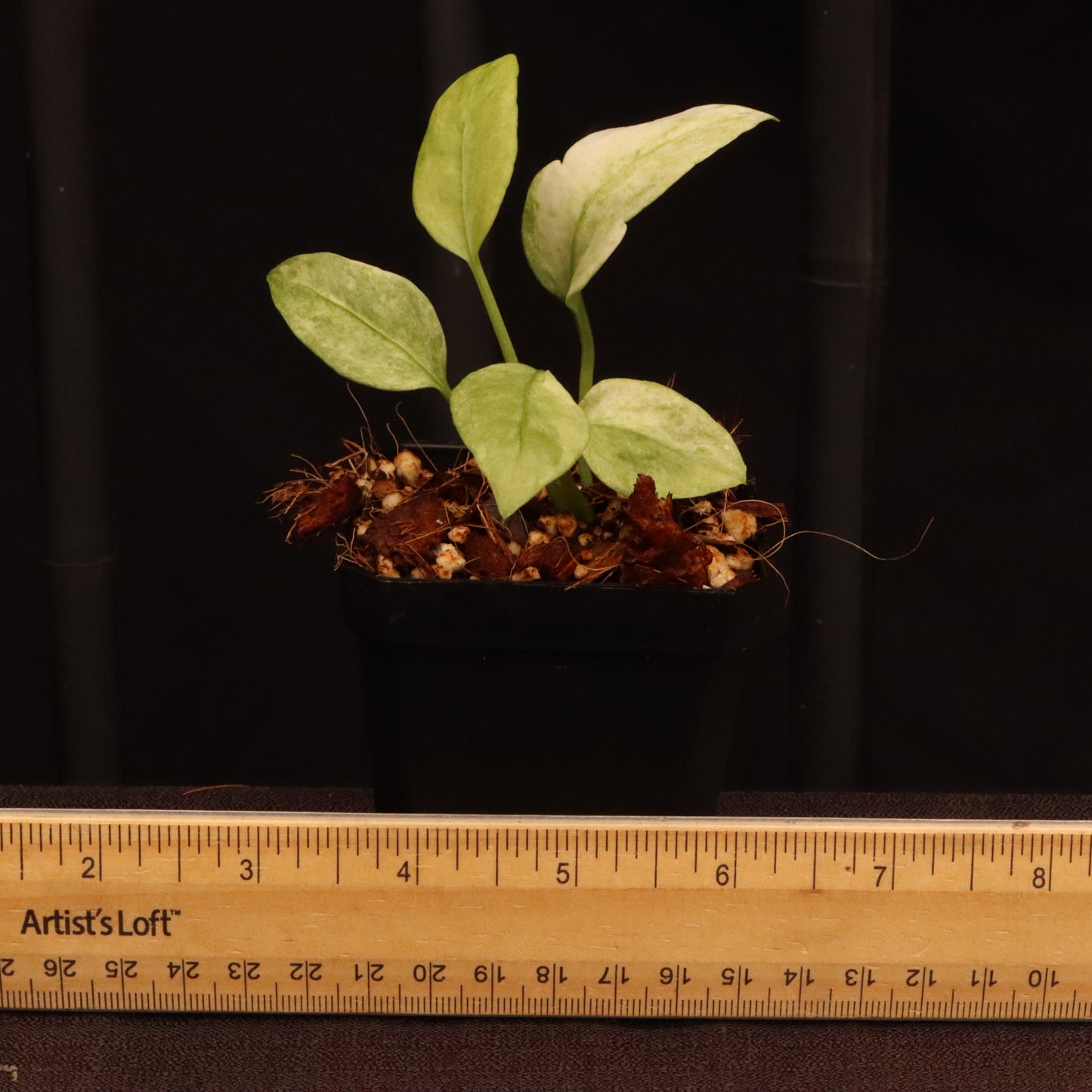 Variegated Anthurium Vittarifolium