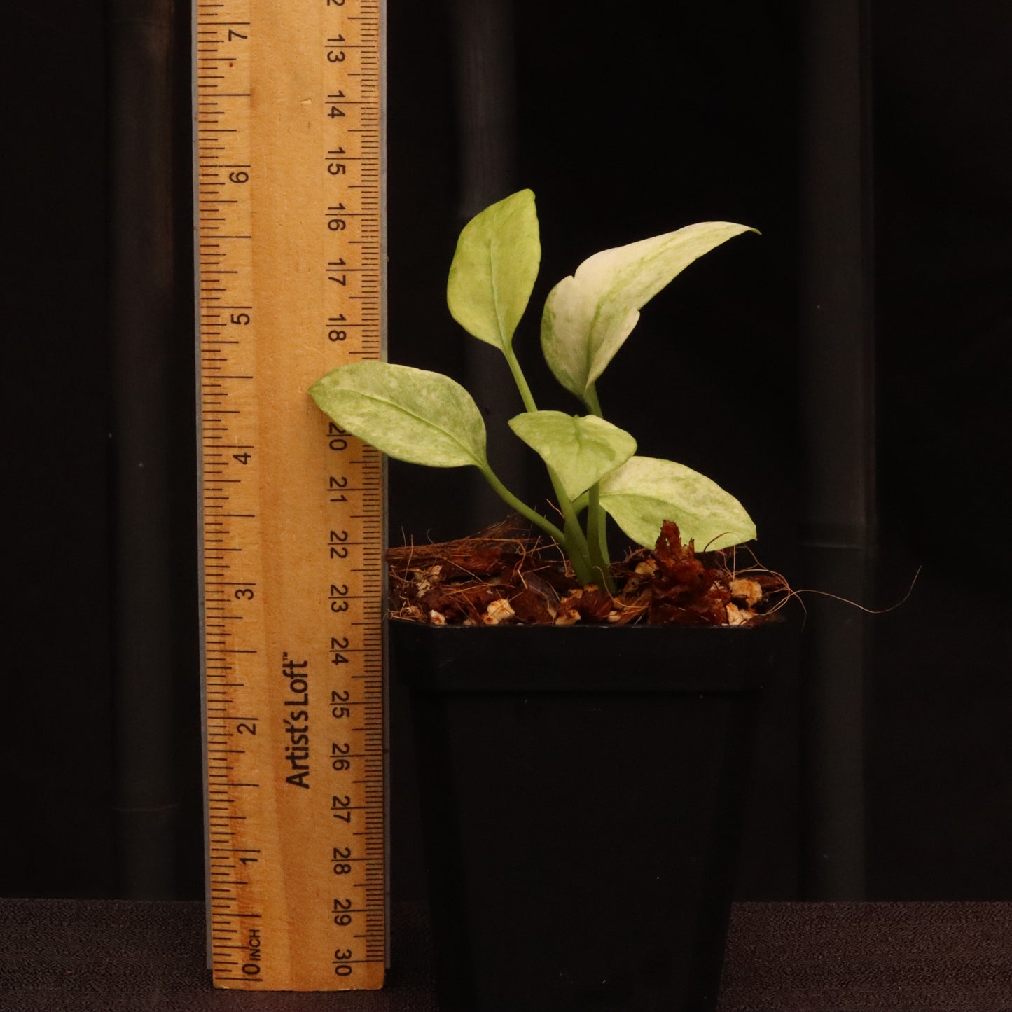 Variegated Anthurium Vittarifolium