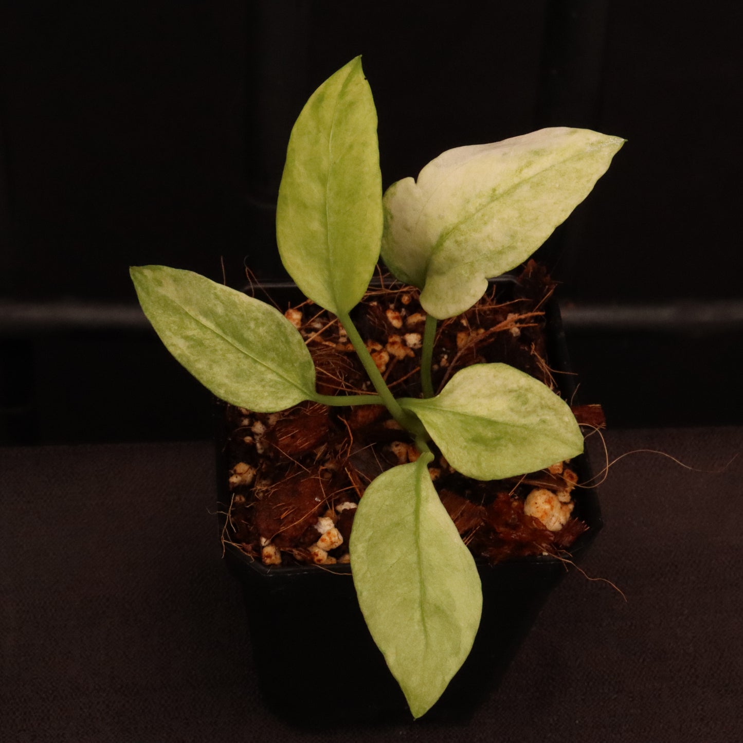 Variegated Anthurium Vittarifolium
