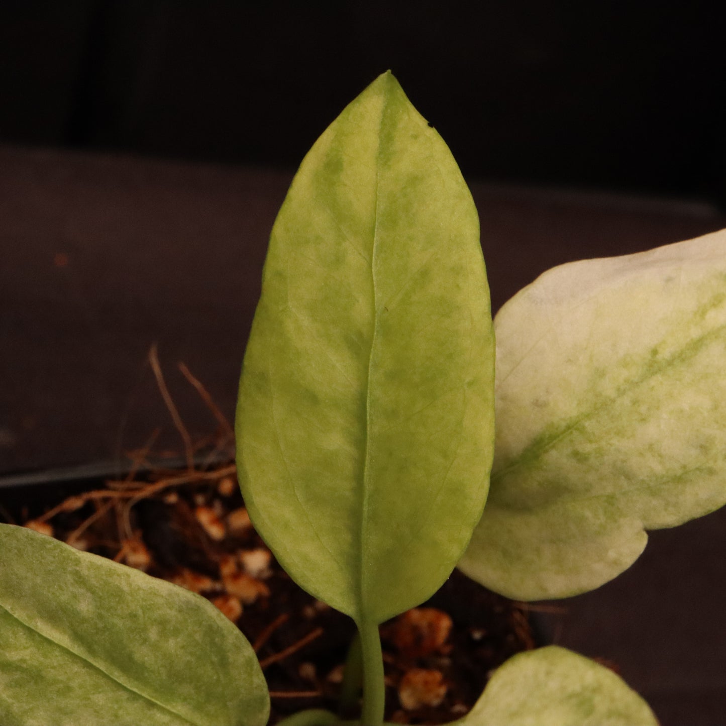 Variegated Anthurium Vittarifolium