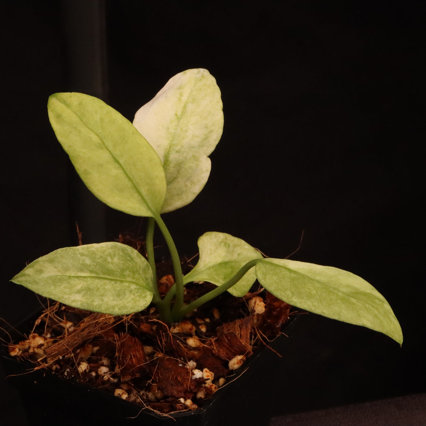 Variegated Anthurium Vittarifolium
