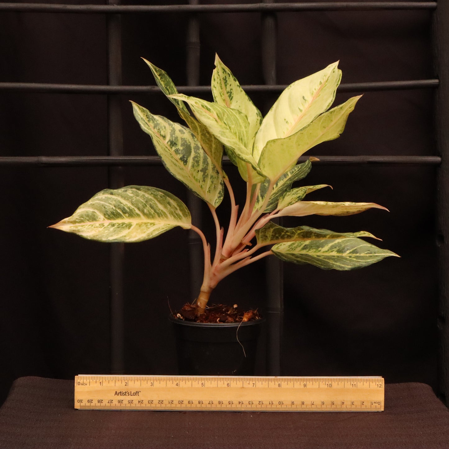 Aglaonema Frozen