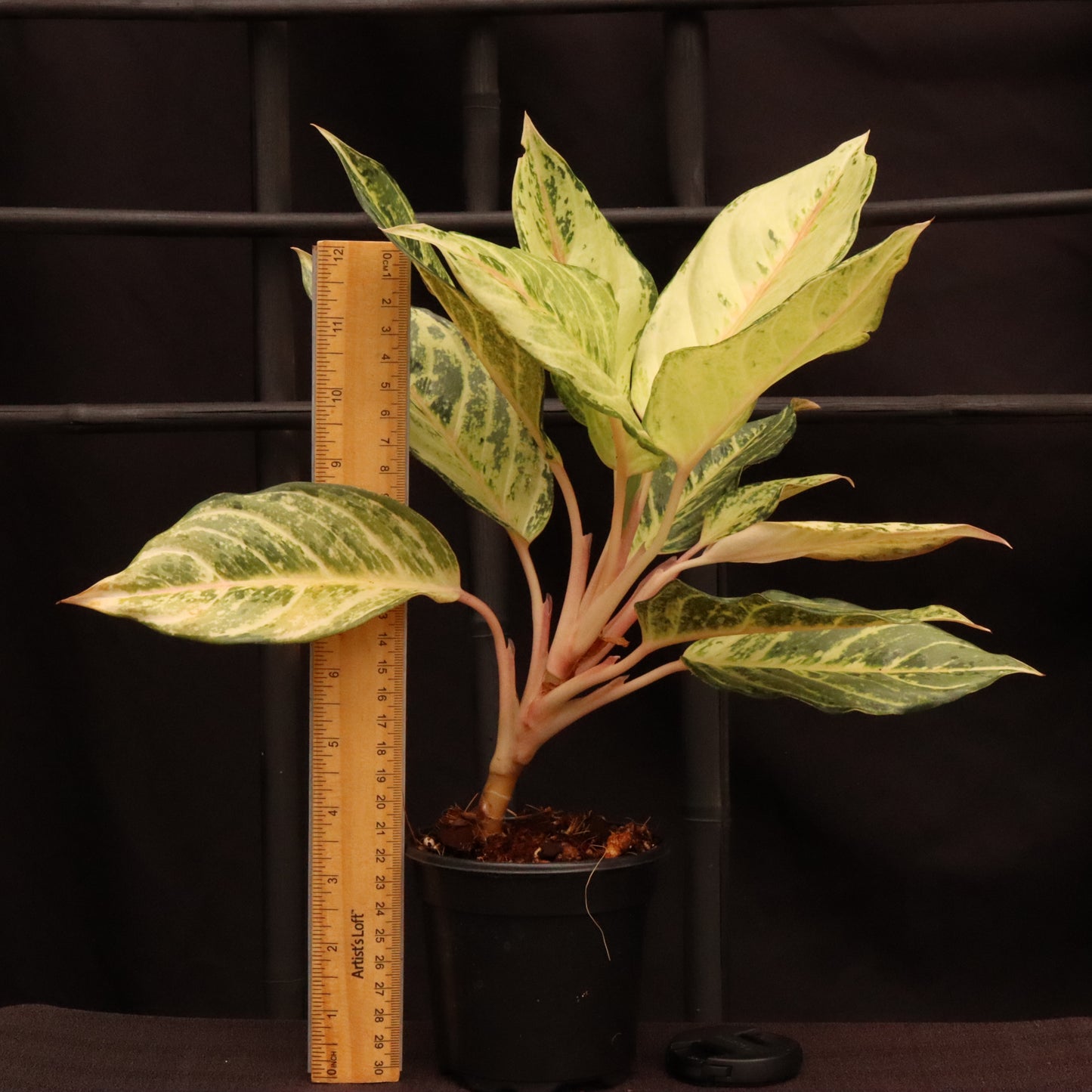 Aglaonema Frozen
